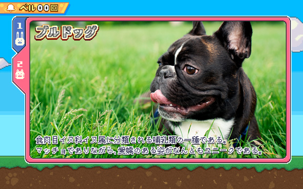 アニマルスロットドッチ 演出 REGULAR BONUS中のキャラ紹介について